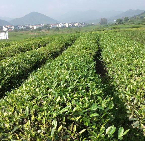 Wuyi Mountain Da Wang Peak Youth Hostel