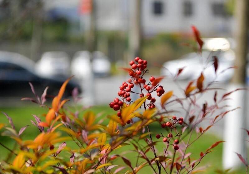 فندق Greentree Eastern Bijie Qixingguan Zhaoshanghuayuan