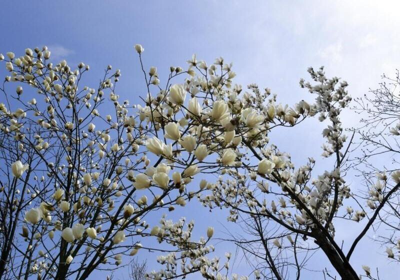 فندق Greentree Eastern Bijie Qixingguan Zhaoshanghuayuan