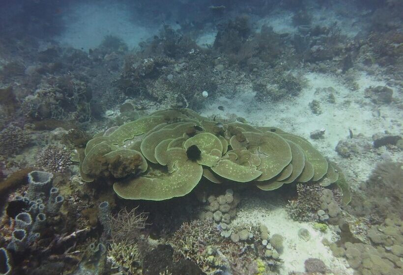 פנסיון Pande Guest House