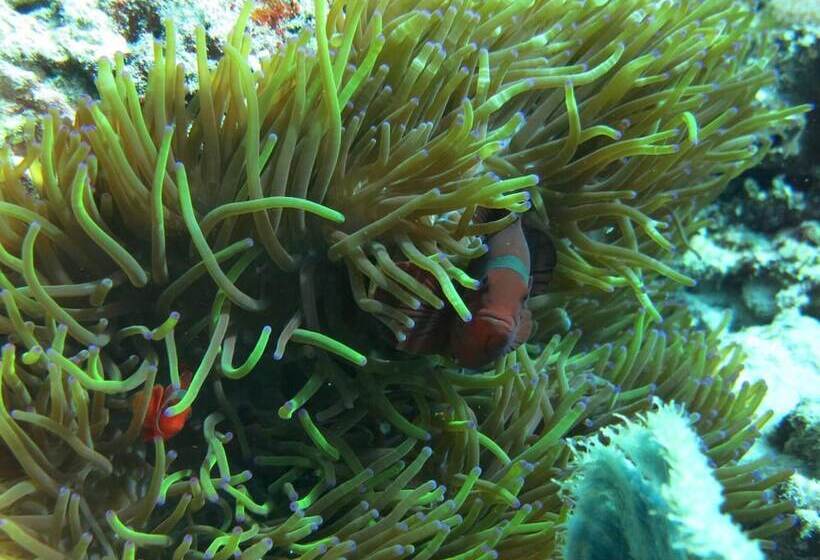 פנסיון Pande Guest House