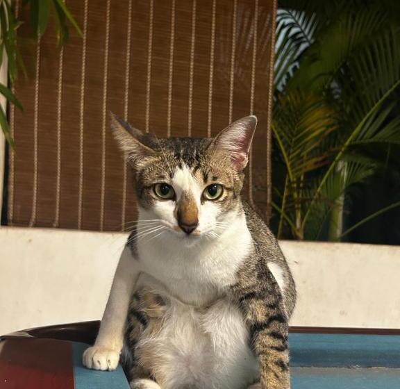 膳宿费 Syri Guesthouse Vientiane Hostel & Cafe