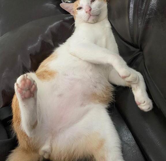 膳宿费 Syri Guesthouse Vientiane Hostel & Cafe