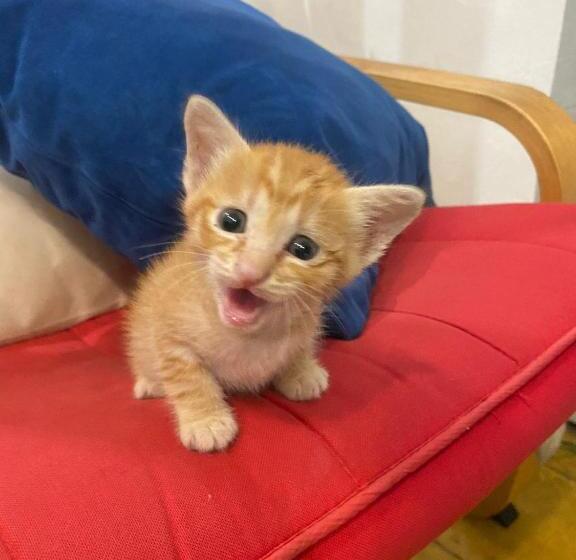 膳宿费 Syri Guesthouse Vientiane Hostel & Cafe