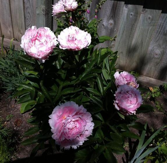 Garden Bed And Breakfast
