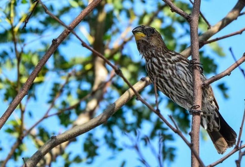 צימר Pierneef's Kraal