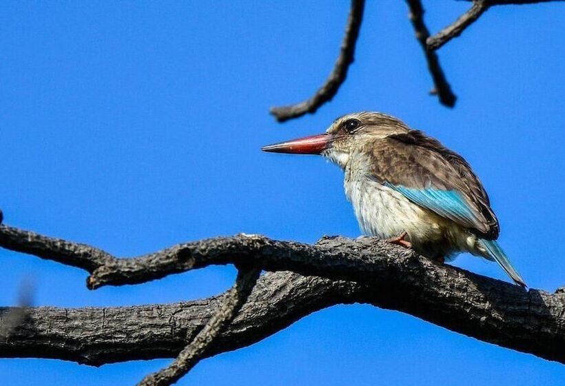 צימר Pierneef's Kraal