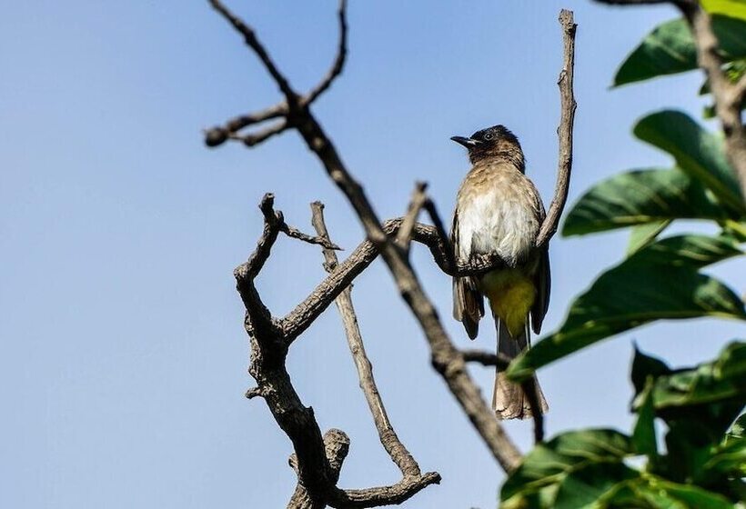 צימר Pierneef's Kraal