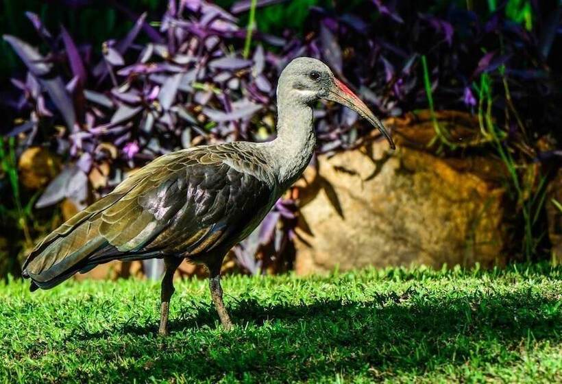 צימר Pierneef's Kraal