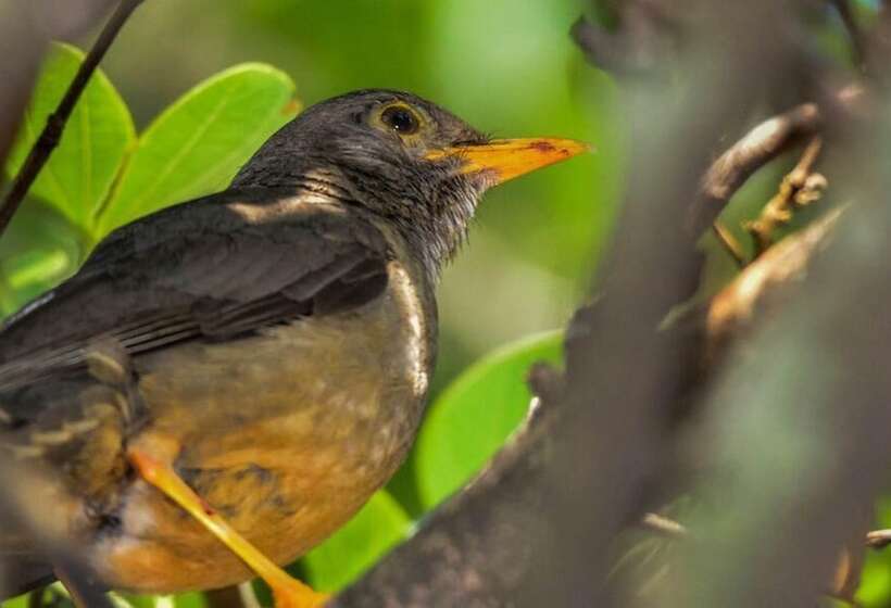 צימר Pierneef's Kraal