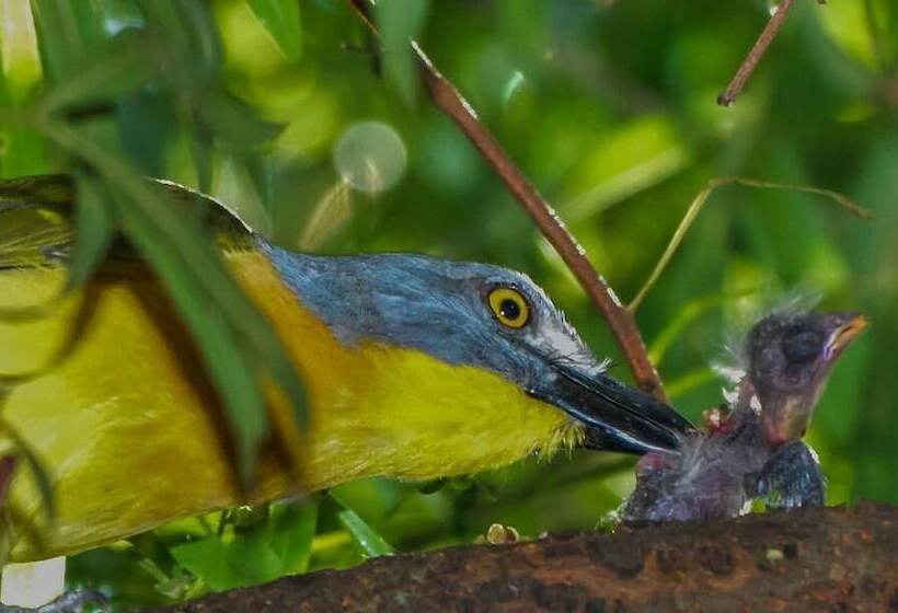 צימר Pierneef's Kraal