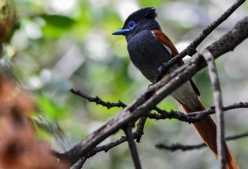 צימר Pierneef's Kraal