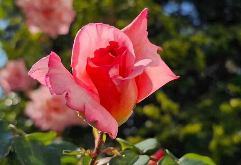 Diamond Beach Sarafovo By Kp