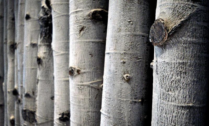 ホテル Edgewood Tahoe Resort