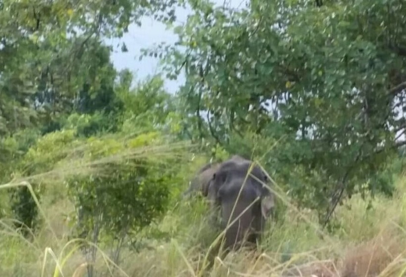 펜션 Sigiri Wilderness Resort