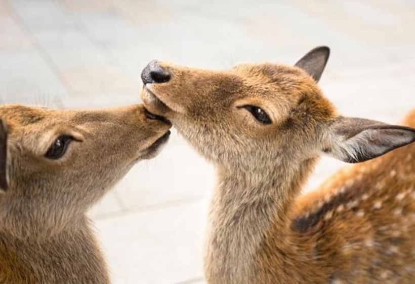 Bakery Hotel Château D Or   Hostel