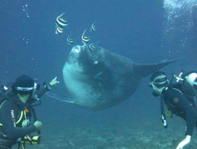 فندق Pondok Bambu Resort   5 Stars Padi Dive Centre