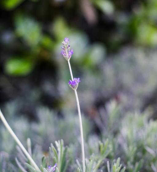 Пансион The Village In Hatfield