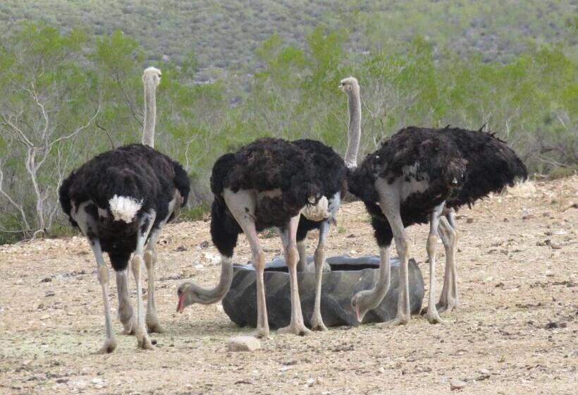 هاستل Swartberg Backpackers