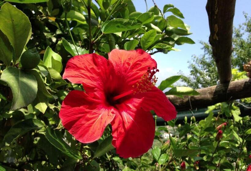 צימר Villa La Zagara