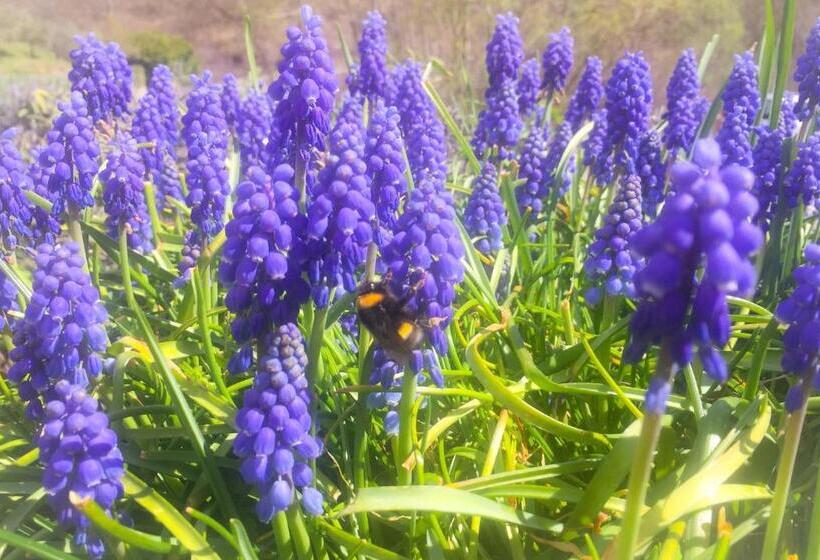 Bed and Breakfast Le Pinette