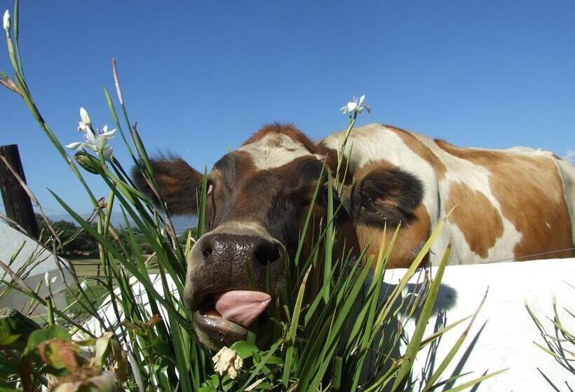 تختخواب و صبحانه Under Oaks Guesthouse