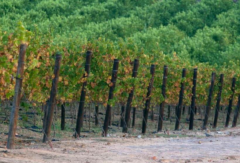 تختخواب و صبحانه Under Oaks Guesthouse