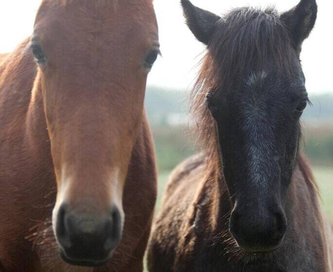 تختخواب و صبحانه Under Oaks Guesthouse