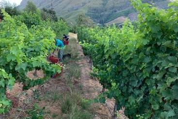 Le Pommier Wine Estate