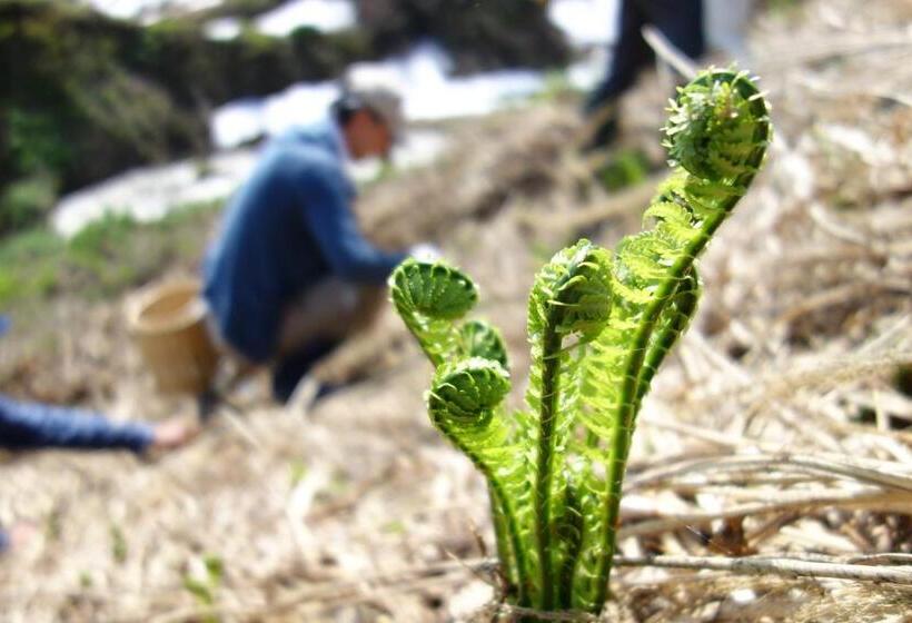 פנסיון Lamp Nojiriko