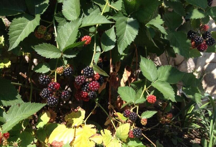 호텔 къща за гости типик