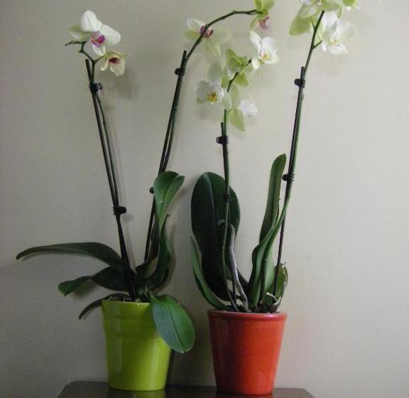 בית מלון כפרי Stella Maris Shore House