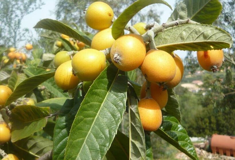 تختخواب و صبحانه Li Muntigeddi