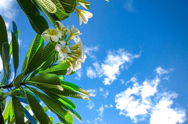 민박 Nid's Bungalows