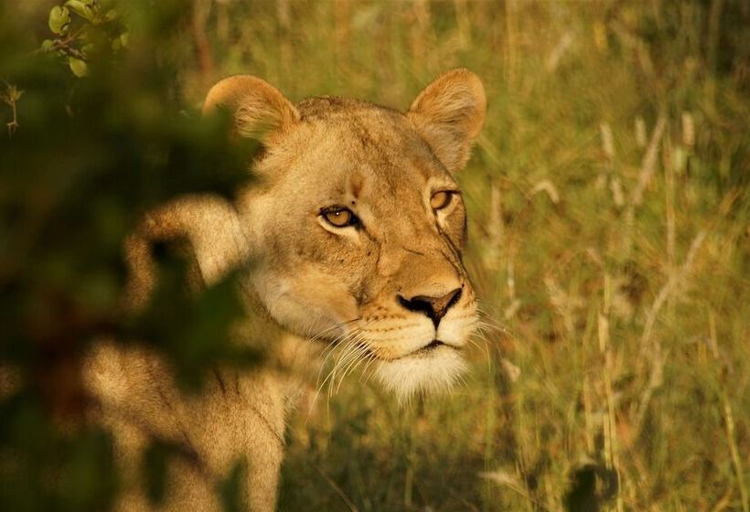 בית מלון כפרי Baluleni Safari Lodge