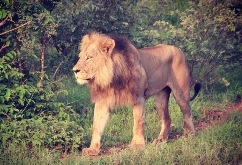 בית מלון כפרי Baluleni Safari Lodge