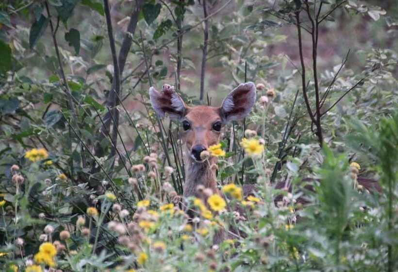 בית מלון כפרי Baluleni Safari Lodge