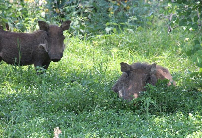בית מלון כפרי Baluleni Safari Lodge