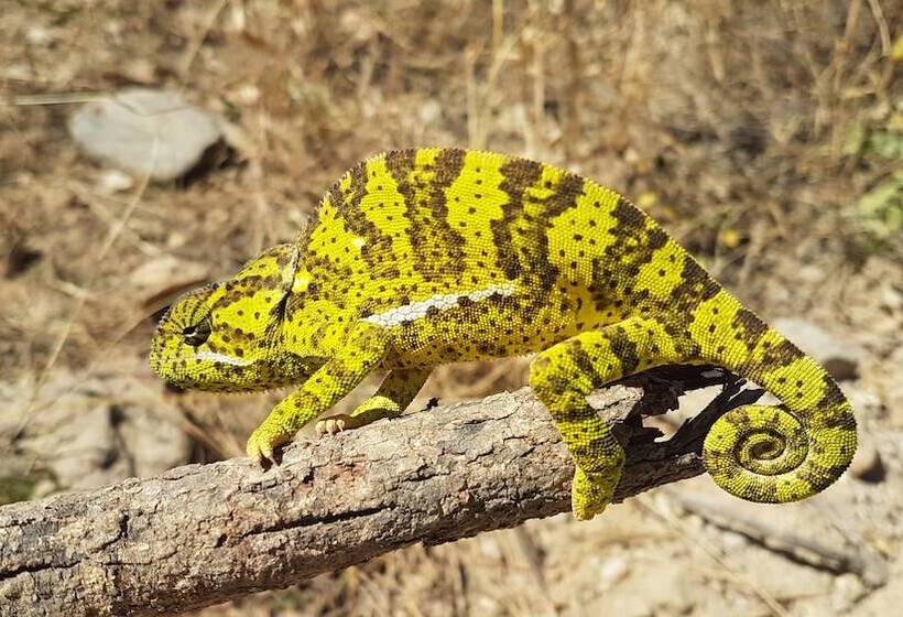 בית מלון כפרי Baluleni Safari Lodge