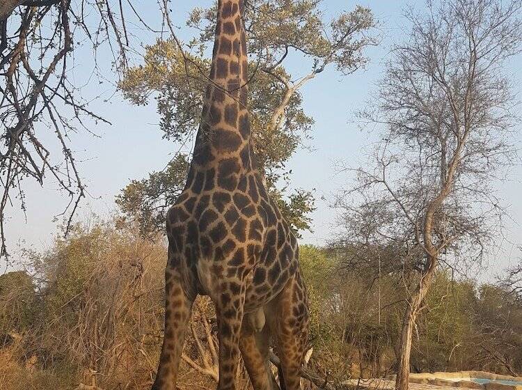 בית מלון כפרי Baluleni Safari Lodge