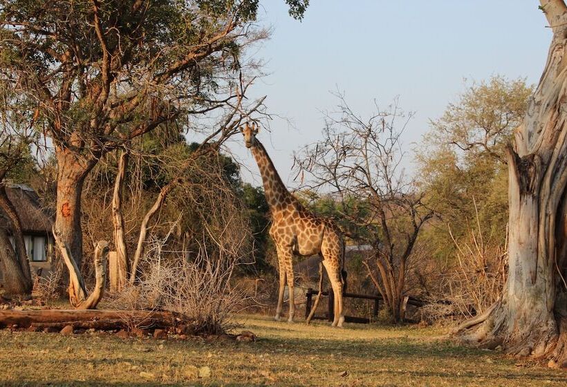 בית מלון כפרי Baluleni Safari Lodge