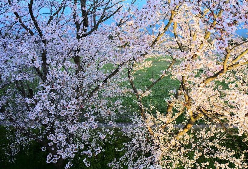 酒店 Dressy  Adults Only