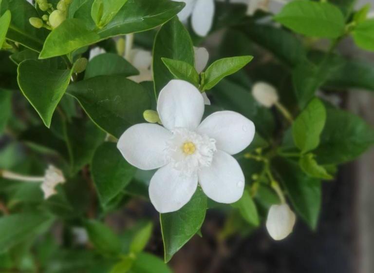 膳宿费 Baan Rare Guesthouse