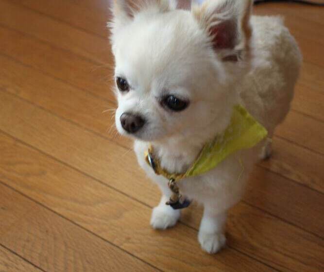 Пансион Minshuku Cress