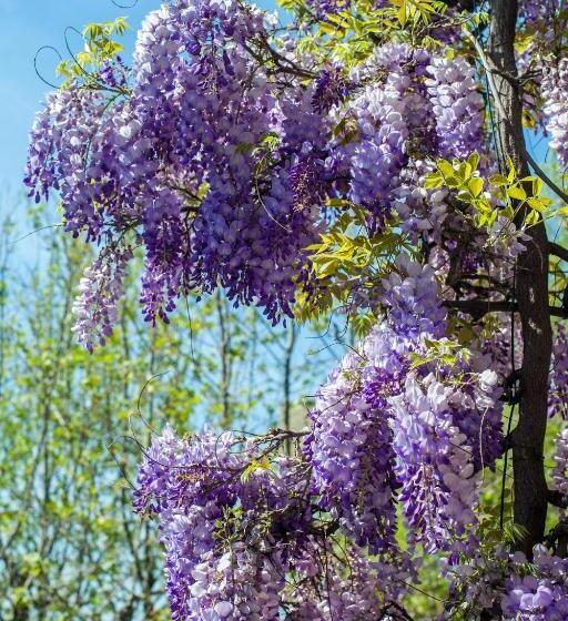 ベッドアンドブレックファースト Albergo Villa Lucia