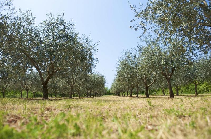 בית מלון כפרי Rivalmare Boutique