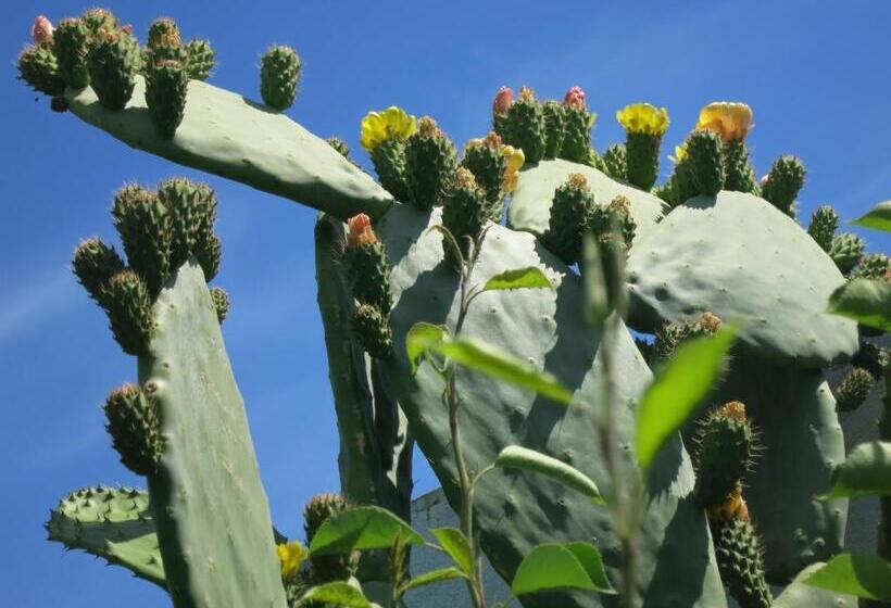 پانسیون Dar El Yasmine Tunis