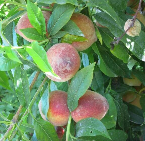 پانسیون Dar El Yasmine Tunis