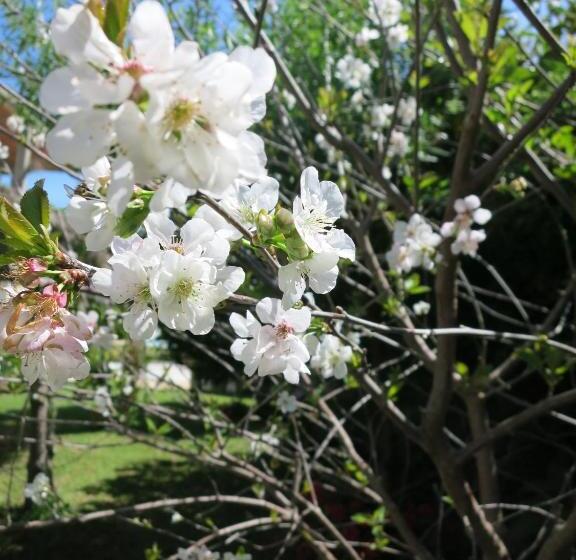 پانسیون Dar El Yasmine Tunis