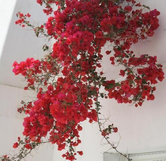 پانسیون Dar El Yasmine Tunis